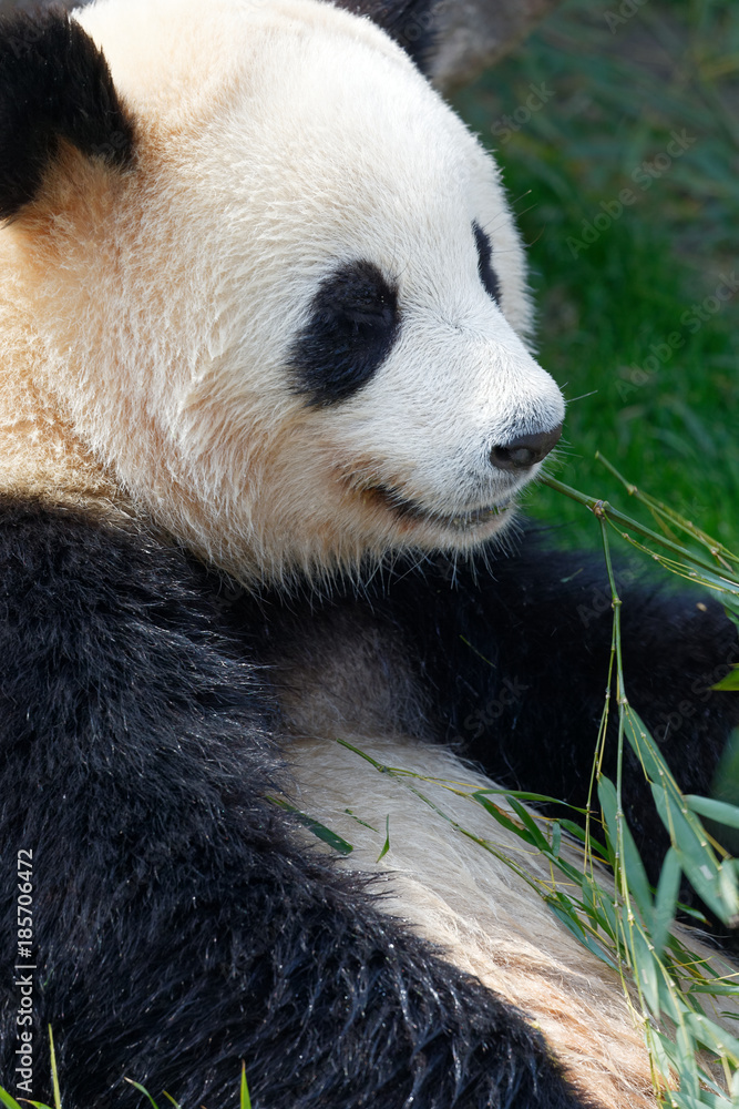 Fototapeta premium Giant Panda