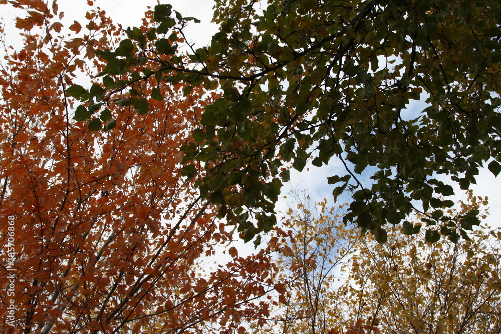 Obraz premium Three Trees in Autumn