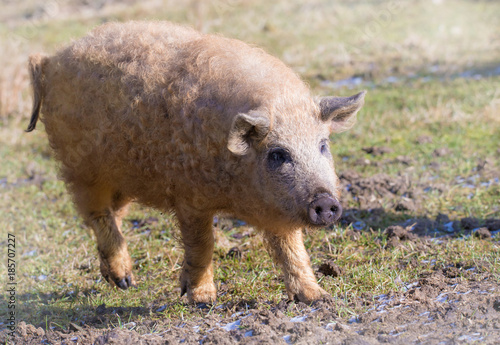 ein junges Wollschwein läuft über eine Wiese photo