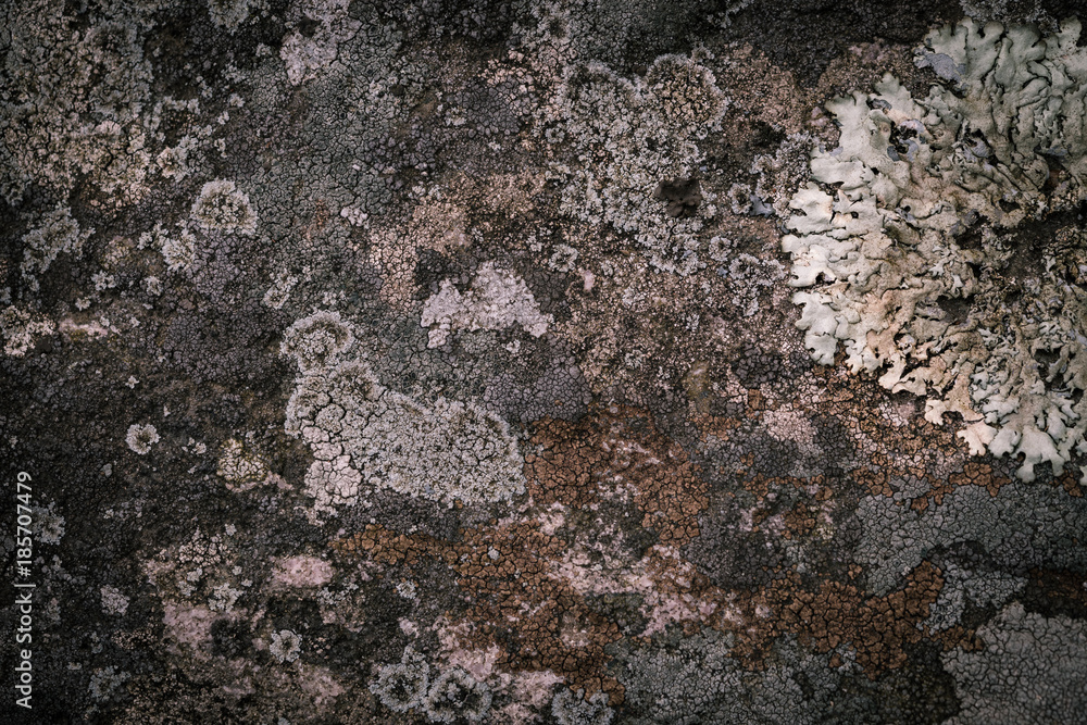 Lichens make beautiful patterns on the rock (CLOSEUP) Lichens make beautiful patterns on the rock (CLOSEUP)