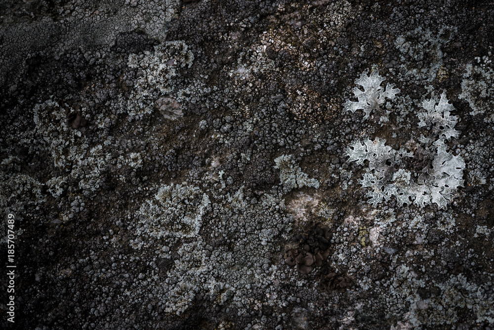 Lichens make beautiful patterns on the rock (CLOSEUP) Lichens make beautiful patterns on the rock (CLOSEUP)