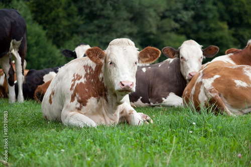 Kühe und Kälbchen auf der Wiese © anjajuli