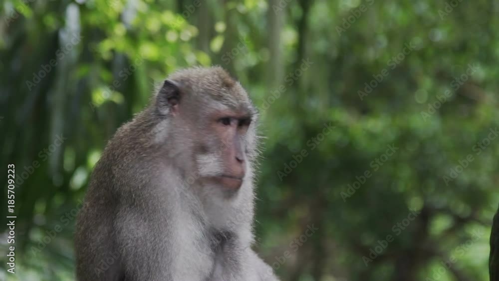 Monkey scratching his nose in Monkey Forest Bali Indonesia Monkey scratching his nose in Monkey Forest Bali Indonesia