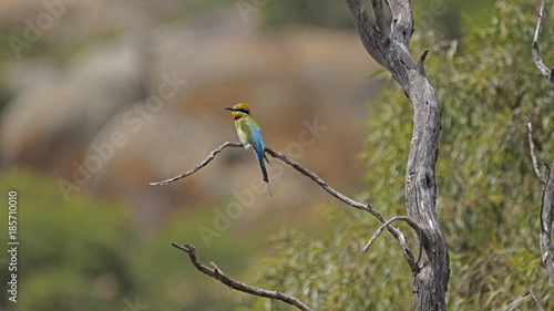 Rainbow Bee-eaters.