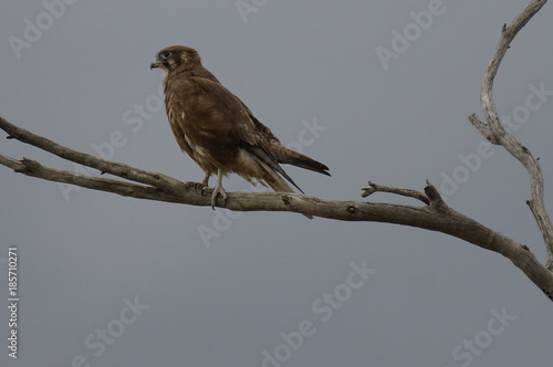 Brown Falcon. (Falco berigora)