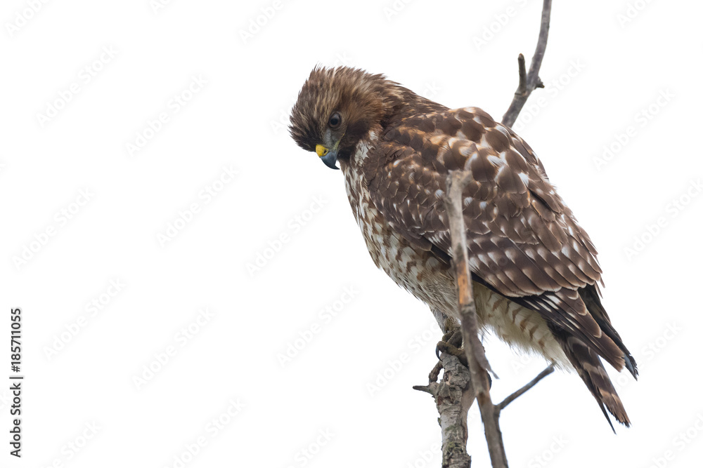 Fototapeta premium Northern Harrier Hawk