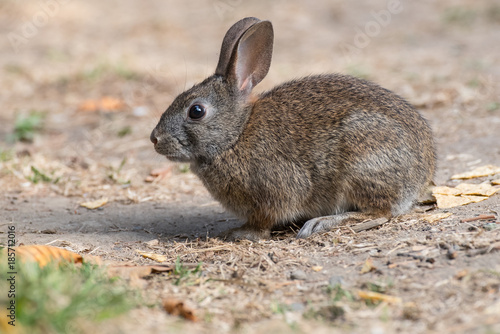 Small Cottontail Rabbit