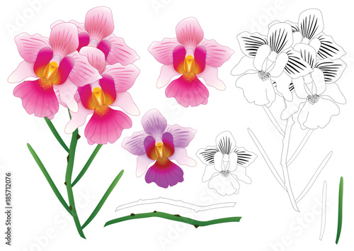 Vanda Miss Joaquim Orchid Outline