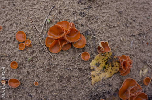 Wrinkled Crust Fungus - Phlebia radiata on dead tree photo