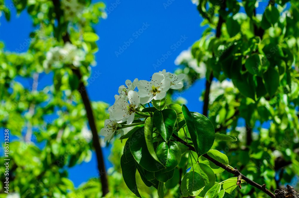 Blossoming branch of the apple tree Blossoming branch of the apple tree