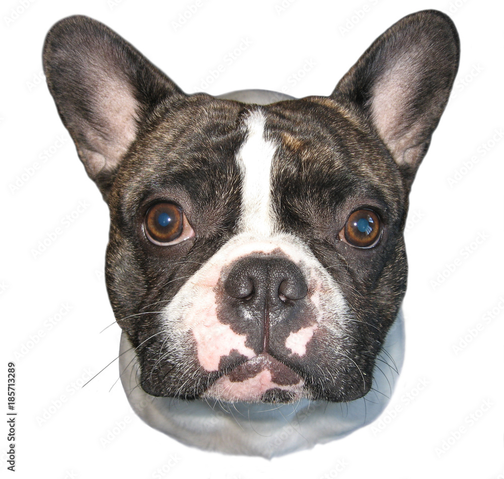 Beautiful french bulldog dog. Cute french bulldog isolated on white background. Studio shot of an adorable french bulldog sitting and looking at the camera. Close up portrait of a french bulldog.