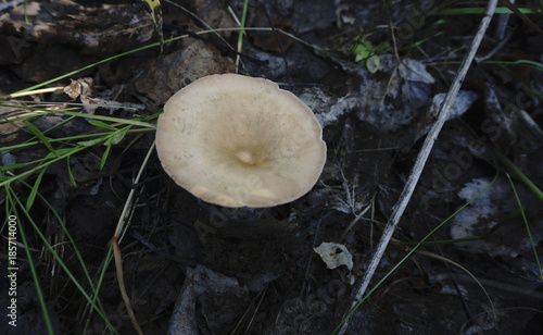 Fresh mushrooms boletus , krasnoholovets , volnushki. in the basket ,  photo