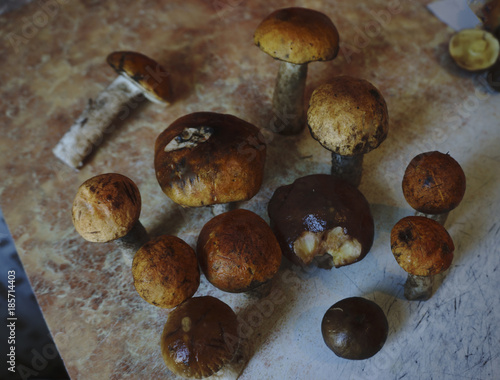 Fresh mushrooms boletus , krasnoholovets , volnushki. in the basket , hardwood table photo