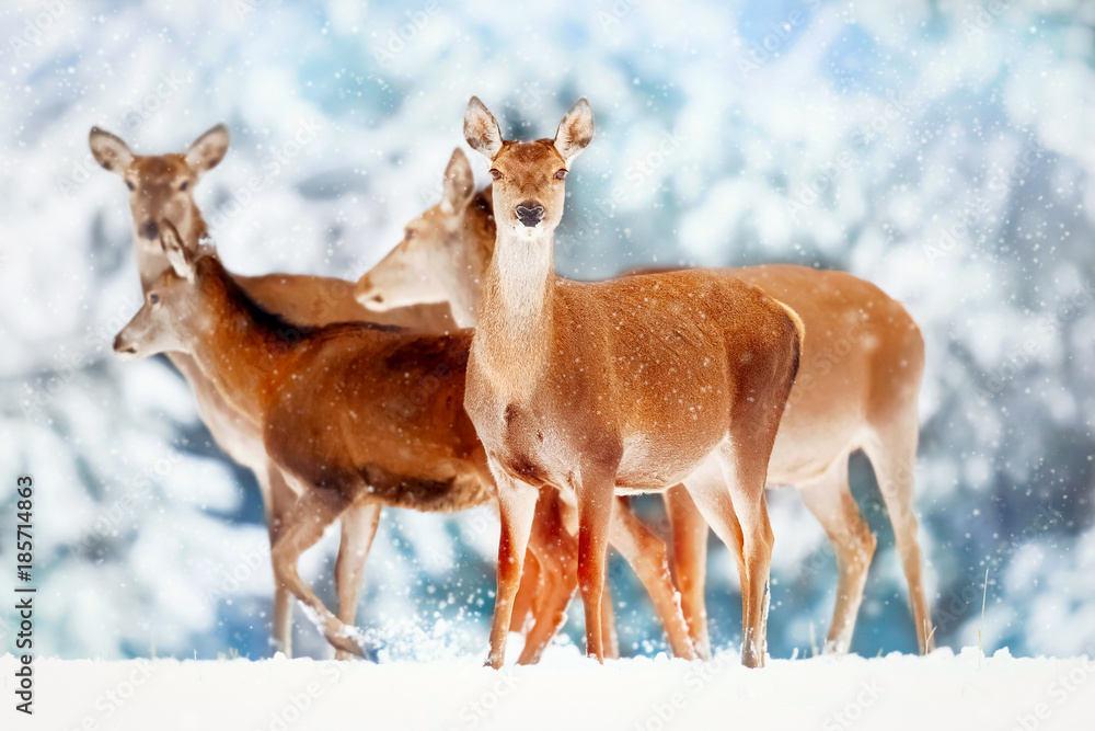 A group of beautiful female deer in the background of a snowy white forest. Noble deer (Cervus elaphus). Artistic Christmas winter image. Snowing. A group of beautiful female deer in the background of a snowy white forest. Noble deer (Cervus elaphus). Artistic Christmas winter image. Snowing.