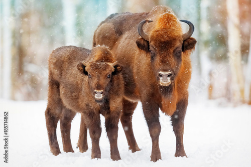 Family of European bison in a snowy forest.