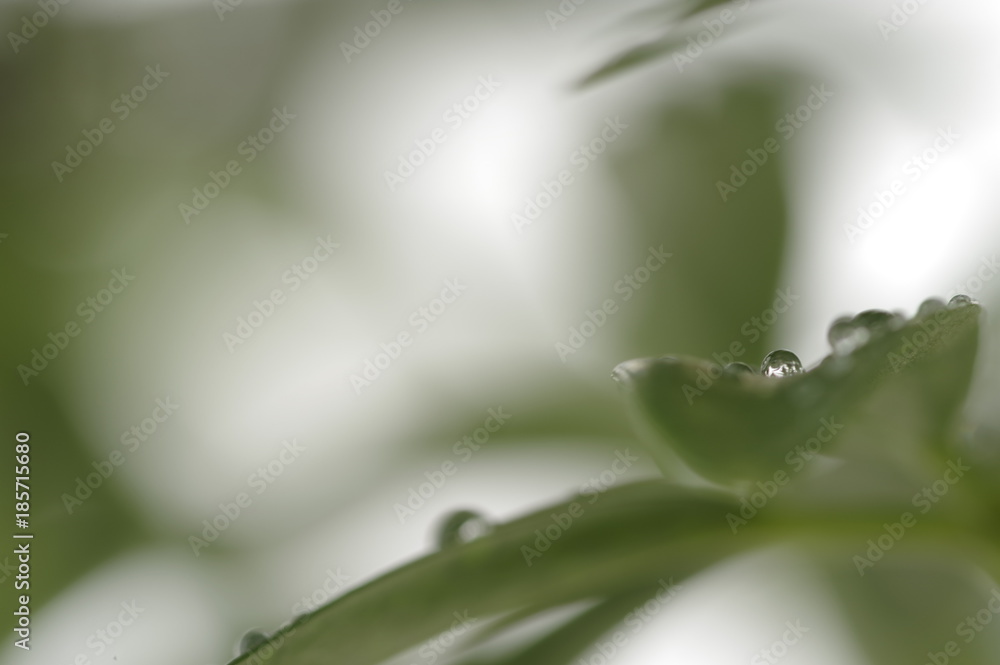 Obraz premium Foliage plant with water drop