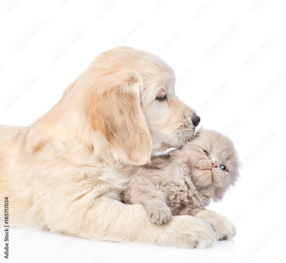golden retriever puppy licking the kitten. isolated on white background
