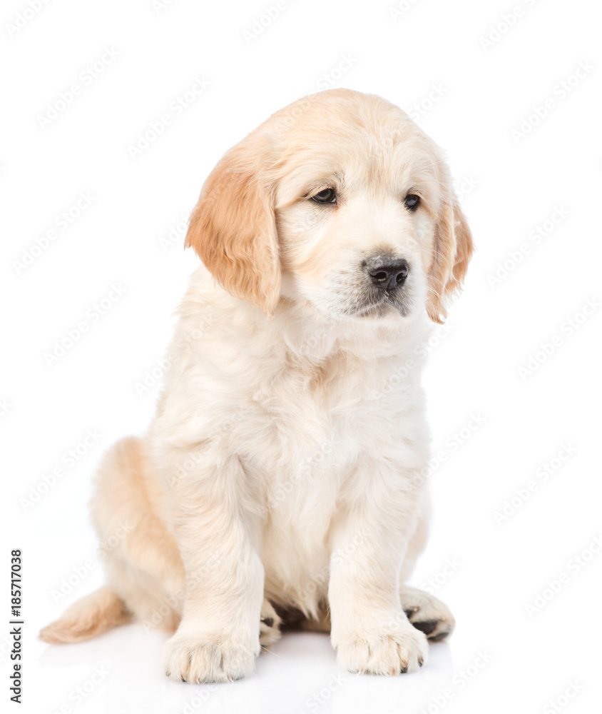Cute golden retriever puppy sitting and looking away. isolated on white background