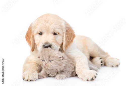 golden retriever puppy dog hugging british cat. isolated on white background