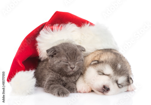 sleeping puppy with a kitten in a christmas hat. isolated on white background © Ermolaev Alexandr