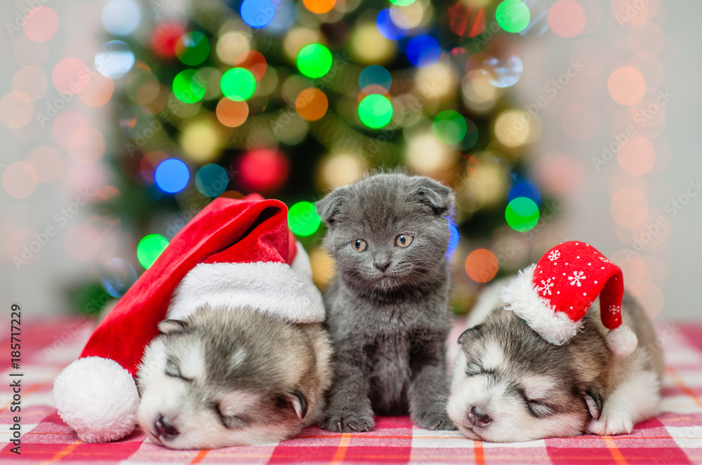 Cute kitten and sleeping puppies in Christmas hats on a background of the Christmas tree Cute kitten and sleeping puppies in Christmas hats on a background of the Christmas tree