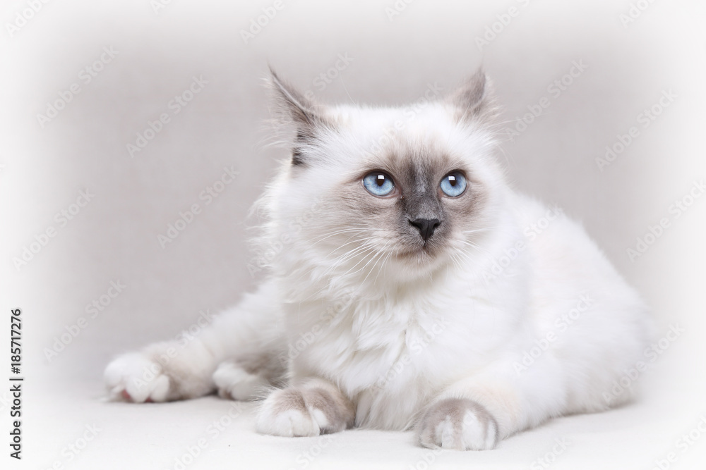 Chaton Sacré de Birmanie