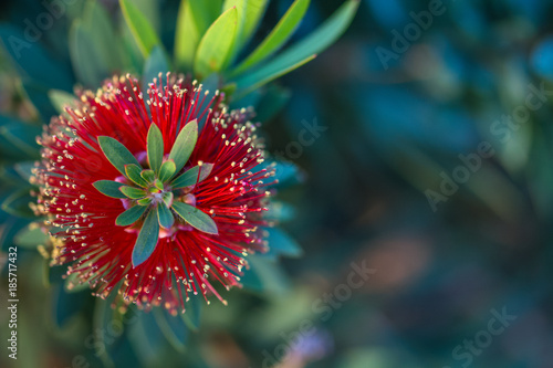 Christmas tree New Zealand