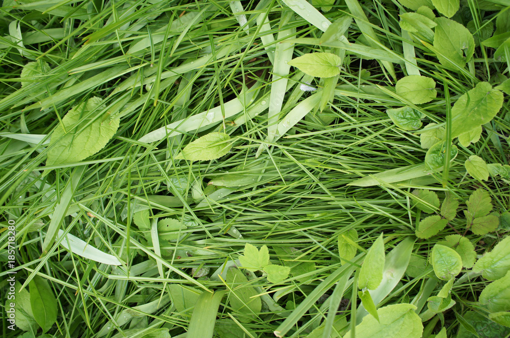 Fototapeta premium Green grass with foliage background with space for text