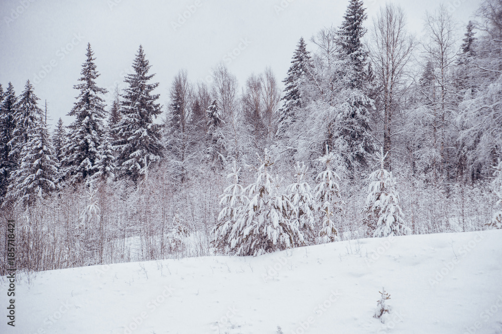 Obraz premium Winter landscape. Pine trees covered with snow.