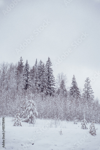 Winter landscape. Pine trees covered with snow.