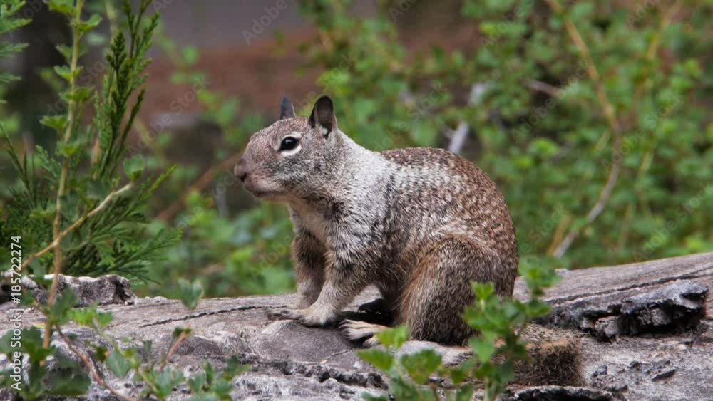 close up of a california ground squirrel sitting on a log and yawning close up of a california ground squirrel sitting on a log and yawning