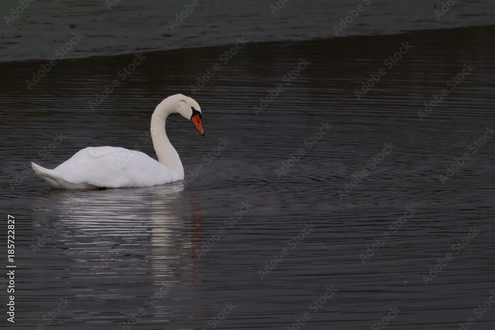 Fototapeta premium mute swan