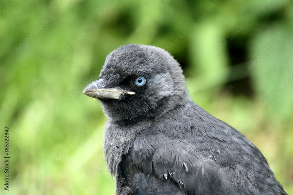 Fototapeta premium jackdaw
