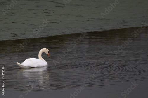 mute swan