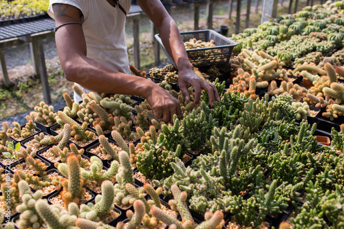 A male gardener in Cactus garden is selecting offshoot for reproducing or propagating cactus for sale to the plant market © Teerachai