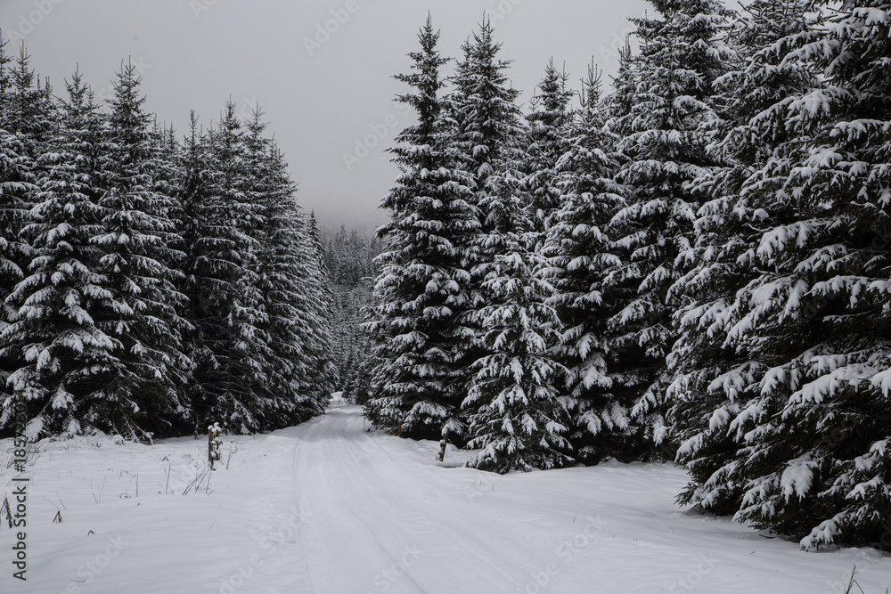Fototapeta premium Winter wonderland