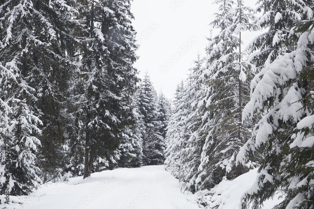 Fototapeta premium Winter wonderland