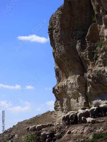 Rebaño de ovejas en Teruel, Aragón, España