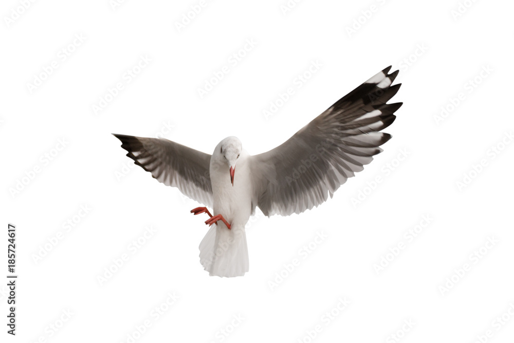 Obraz premium Seagull flying isolated on white background - clipping paths