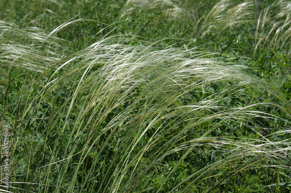 Blooming young feather grass. A feather-grass on a background of green grass. Spring, juicy greens.