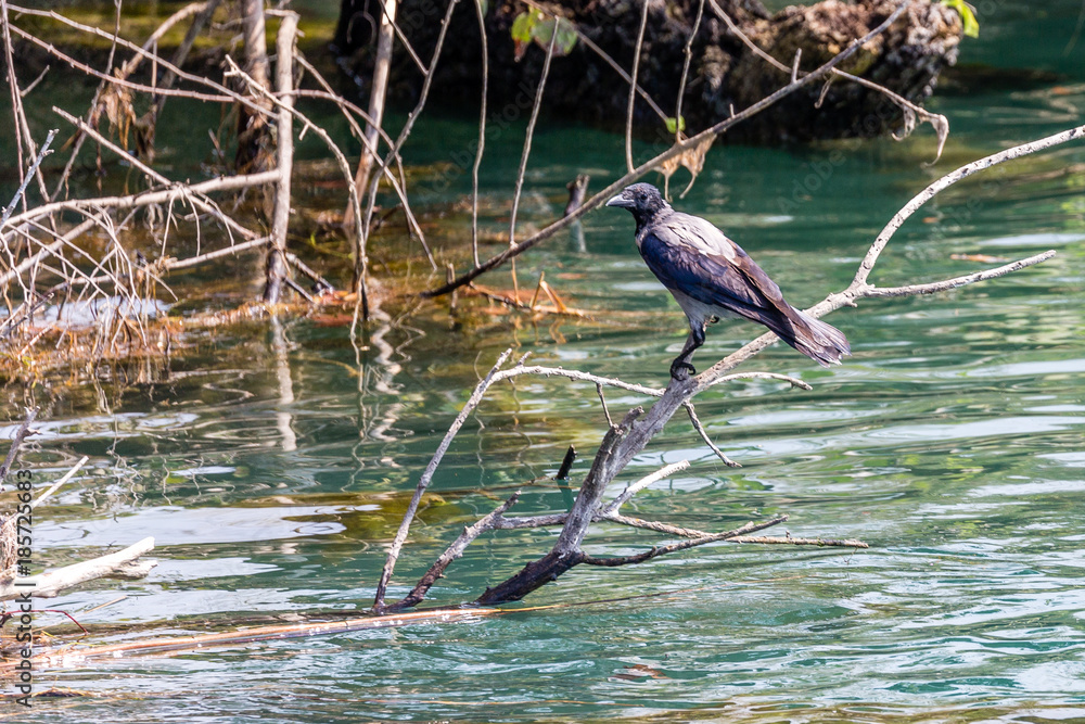 Fototapeta premium Bird on branch