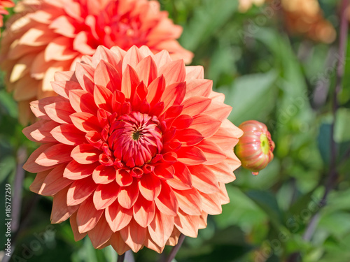 Fototapeta Naklejka Na Ścianę i Meble -  Dahlien, Dahlias