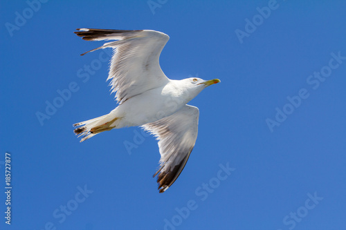 Seagull flying over blue sky © Infocus Studio