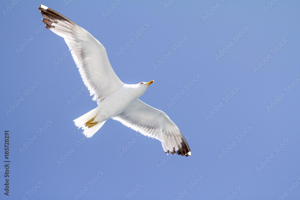 Obraz premium Seagull flying on blue sky