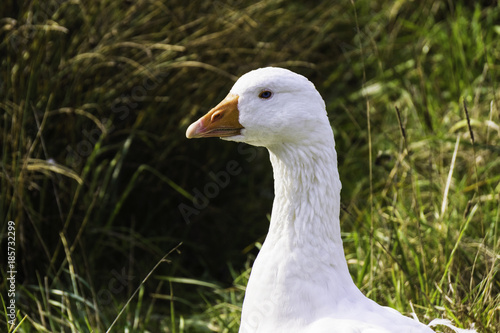 Snow goose - chen caerulescens photo