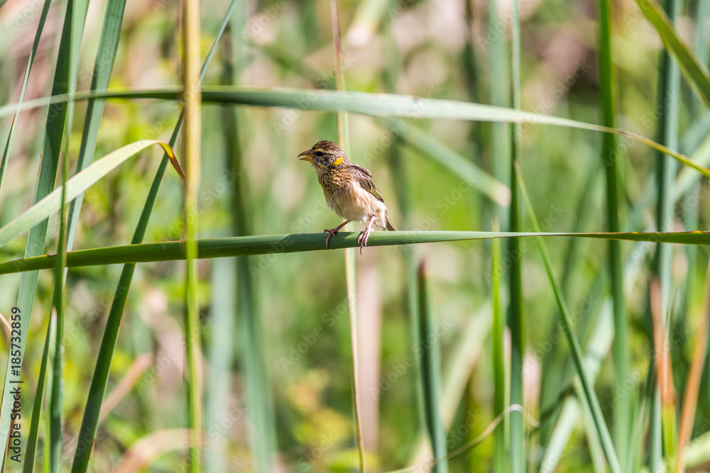 Bird (Streaked weaver) on tree in a nature wild Bird (Streaked weaver) on tree in a nature wild