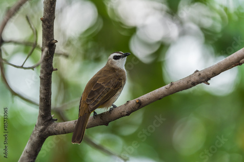 Bird (Yellow-vented Bulbul) on tree in nature wild