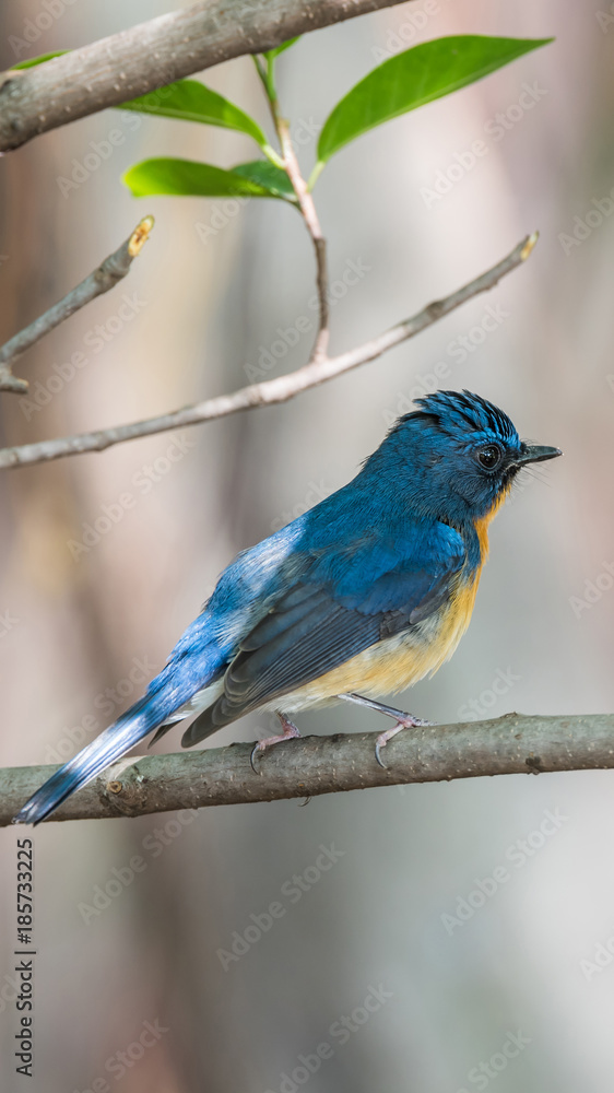 Bird (Tickell's Blue Flycatcher) in nature wild Bird (Tickell's Blue Flycatcher) in nature wild