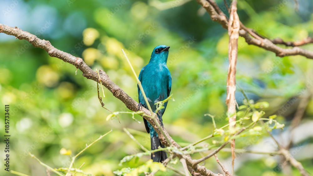 Bird (Verditer Flycatcher) on tree in nature wild Bird (Verditer Flycatcher) on tree in nature wild