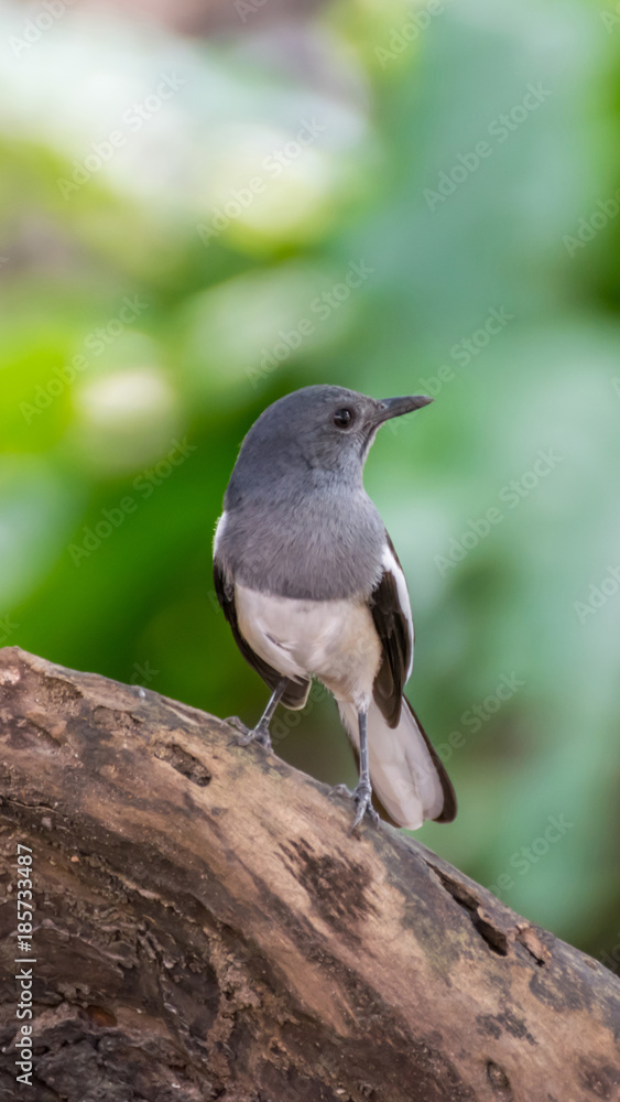 Bird (Oriental magpie-robin) in a nature wild Bird (Oriental magpie-robin) in a nature wild